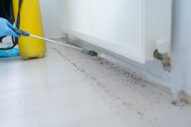 Professional Pest Control in Shortsville, NY